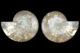 Agate Replaced Ammonite Fossil - Madagascar #169014-1